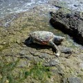 Tartaruga senza vita spiaggiata alla seconda Cala