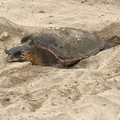 Dall'Adriatico al Tirreno sulla scia delle tartarughe marine