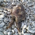 Tartaruga trovata morta sulla spiaggia di Torre Calderina