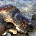 Altre due tartarughe morte spiaggiate a Molfetta