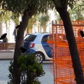 Divieto contro il Coronavirus ma Molfetta continua a sedersi sulle panchine a Corso Umberto