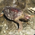 Ancora una tartaruga spiaggiata sul litorale di Molfetta