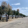 Asm e Multiservizi a lavoro per ripulire Molfetta dalle erbacce