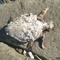 Ennesima tartaruga spiaggiata, è strage di esemplari lungo la costa