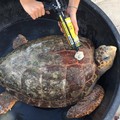 5 tartarughe tornano in libertà, la tecnologia salva le caretta caretta