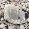 Tartaruga caretta caretta morta trovata a Torre Calderina