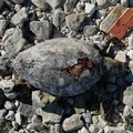 Violente mareggiate: due tartarughe spiaggiate a Molfetta
