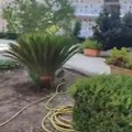 Pomodori, cocomeri, frutta: nel cimitero di Molfetta spunta l'orto. Individuato il responsabile