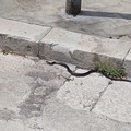 Serpente in strada a Molfetta: la segnalazione