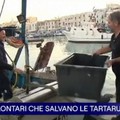 Il centro WWF di Molfetta al TG1: si racconta il salvataggio delle tartarughe marine