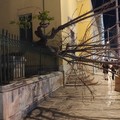 Cede albero su via Felice Cavallotti