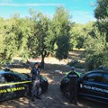 Rifiuti edili abbandonati fra gli ulivi: sequestrata un'azienda di Molfetta