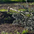 Nuova intimidazione all'imprenditore De Ruvo: tagliati 200 alberi d'ulivo