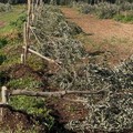 Intimidazione a Molfetta: tagliati 500 ulivi del presidente di Coldiretti