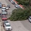 I danni del vento a Molfetta: cedimento di più alberi