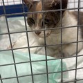 Gattina salvata con la testa intrappolata in una bottiglia di plastica: «I rifiuti abbandonati possono uccidere»