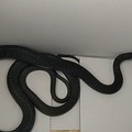 Serpente in un condominio, recuperato dai volontari del WWF