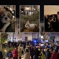 Grande partecipazione a Molfetta per la Festa di Sant’Antonio Abate - LE FOTO