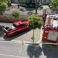 Cuccioli di gabbiano incastrati tra gli alberi: messi in sicurezza dai Vigili del Fuoco