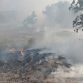 Incendio nella zona Asi di Molfetta: in fiamme scarti di potatura e fogliame