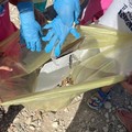 Campo Natura di Naturalia a Molfetta: iniziativa in collaborazione con Plastic Free