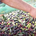 Furti di olive, Coldiretti: «In 3 minuti si rubano 30 chili di prodotto»