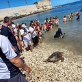 Tre tartarughe tornano in mare: grande festa della natura alla Prima Cala