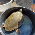 A Molfetta liberate due tartarughe grazie al WWF