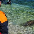 Settimana Blu a Molfetta: liberate in mare due tartarughe