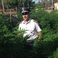 I finanzieri di Molfetta scoprono 30 piante di marijuana a Terlizzi
