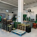 Attivo il secondo lotto del mercato ortofrutticolo di Molfetta