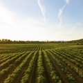 Il peso del Covid anche sulle aziende agricole pugliesi: in crisi una su cinque