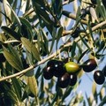 Prevenzione contro i furti di olive nelle campagne