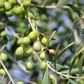 A Molfetta una task force per contrastare i furti di olive nelle campagne