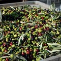 Coldiretti Puglia: 2016 disastroso per uva e olive. Bene l'etichettatura obbligatoria