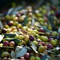 Raccolta di olive da record per il 2023 in Puglia: +50% rispetto al 2022