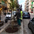 Molfetta sempre più verde. Al lavoro gli operai della Multiservizi