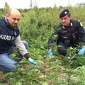 Marijuana al posto degli ulivi. Arrestati falsi agricoltori
