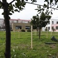 Gli orti urbani di Molfetta tra inclusione e pollice verde. Le immagini