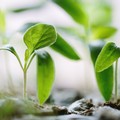 Nel giardino pubblico di Via Papa Montini sarà realizzato un orto urbano