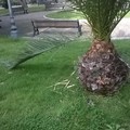  "Domenica delle Palme ": danneggiate piante in città per recuperare il fogliame