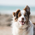 Angolo adozioni, ritratti e fotografie per cani. Giornata degli animali a Molfetta