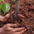 Un albero per ogni nuovo nato. Decisione della Giunta