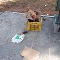 Piazza Primo Maggio a Molfetta, un residente: «Abbandonata agli incivili»