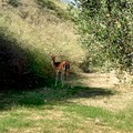 Un giovane daino avvistato a Molfetta: l'appello del WWF per rintracciarlo