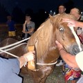 Pony fugge dalla stalla: fermato mentre vaga per le strade di Molfetta