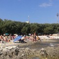 Arpa Puglia: «A Molfetta scarsa presenza di alga tossica»