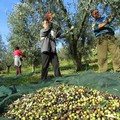 Nelle campagne le ronde degli agricoltori: «I ladri saccheggiano vigneti e uliveti»