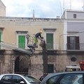 Quartiere San Domenico a Molfetta sotto shock, tagliato l'albero della Vita