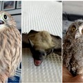 Sempre più fauna selvatica al Centro WWF di Molfetta: è il punto di riferimento del Nord Barese e della BAT